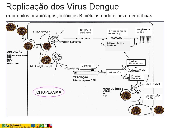 Replicação dos Vírus Dengue (monócitos, macrófagos, linfócitos B, células endoteliais e dendríticas ss. RNA(+)