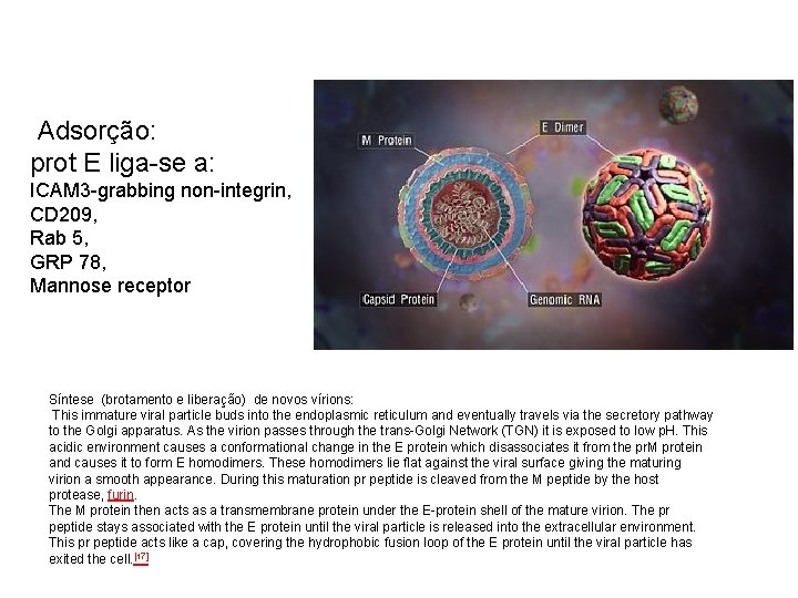  Adsorção: prot E liga-se a: ICAM 3 -grabbing non-integrin, CD 209, Rab 5,