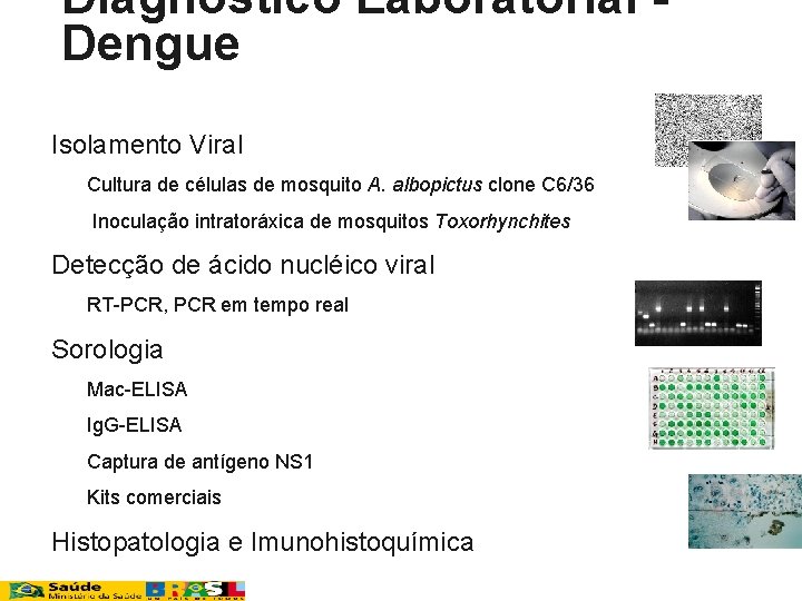 Diagnóstico Laboratorial - Dengue n n Isolamento Viral n Cultura de células de mosquito