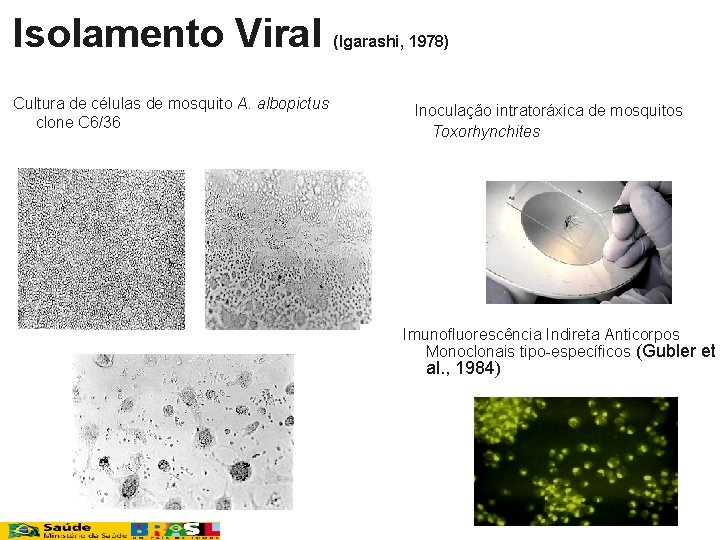 Isolamento Viral Cultura de células de mosquito A. albopictus clone C 6/36 (Igarashi, 1978)