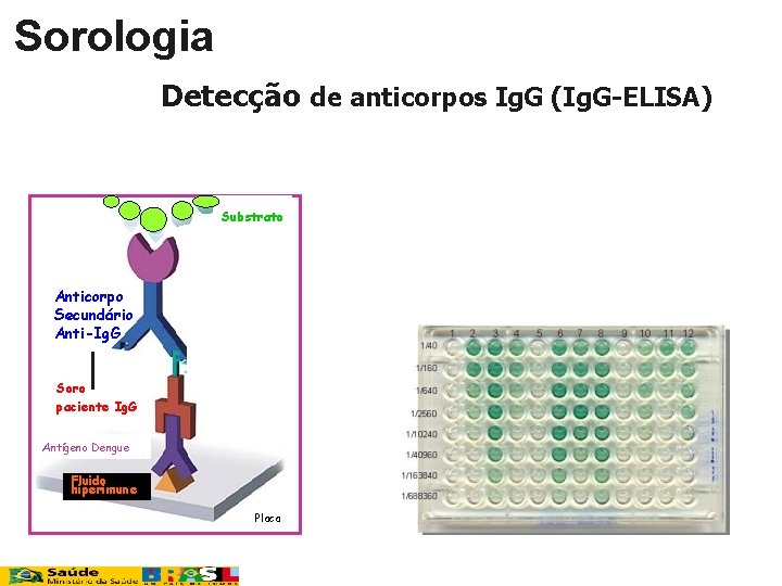 Sorologia Detecção de anticorpos Ig. G (Ig. G-ELISA) Substrato Anticorpo Secundário Anti-Ig. G Soro