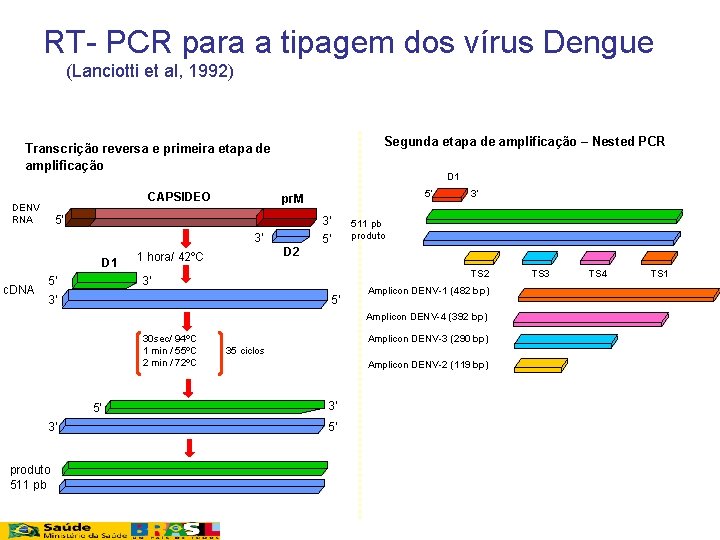 RT- PCR para a tipagem dos vírus Dengue (Lanciotti et al, 1992) Segunda etapa