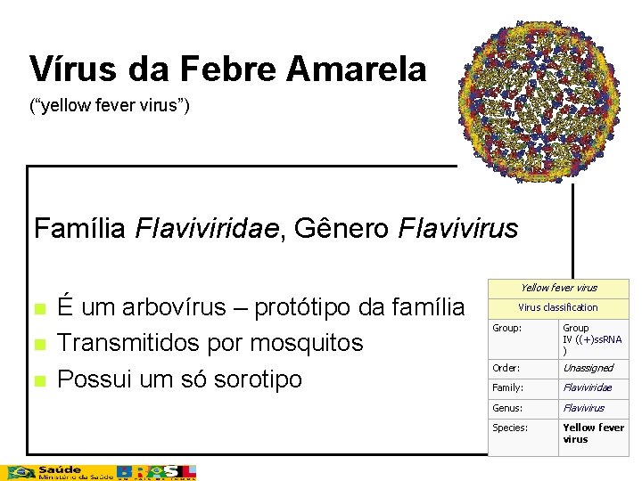 Vírus da Febre Amarela (“yellow fever virus”) Família Flaviviridae, Gênero Flavivirus n n n