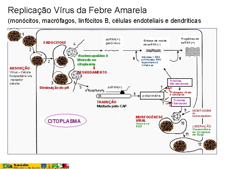 Replicação Vírus da Febre Amarela (monócitos, macrófagos, linfócitos B, células endoteliais e dendríticas ss.