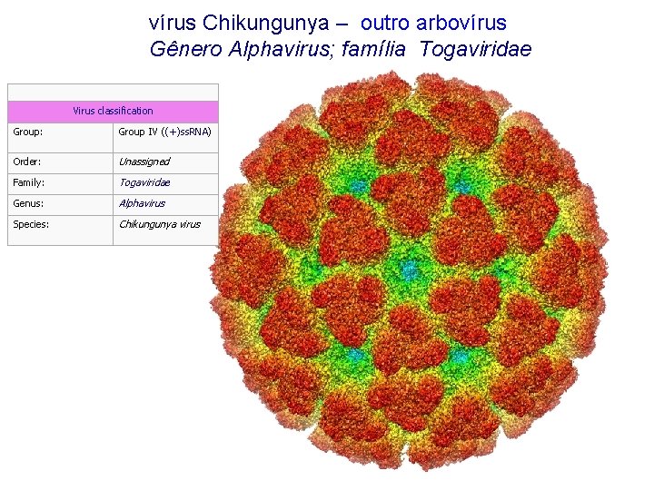 vírus Chikungunya – outro arbovírus Gênero Alphavirus; família Togaviridae Virus classification Group: Group IV