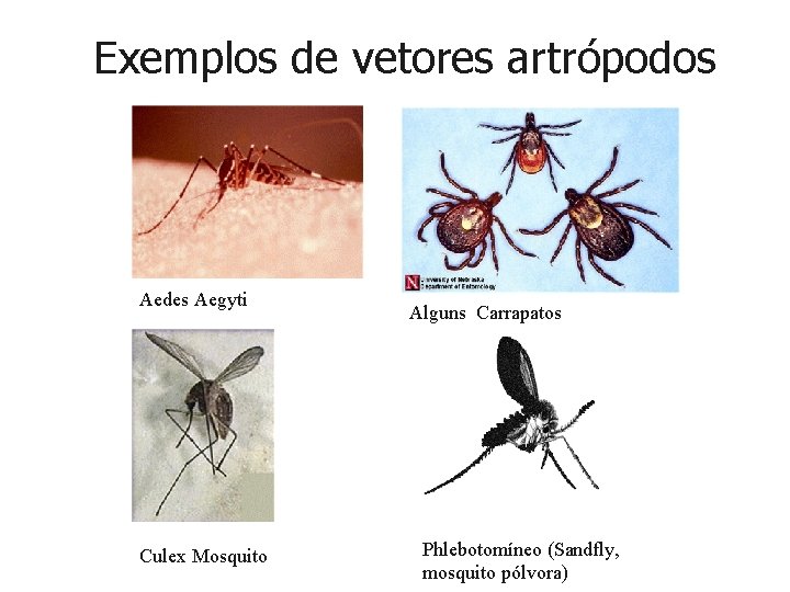 Exemplos de vetores artrópodos Aedes Aegyti Culex Mosquito Alguns Carrapatos Phlebotomíneo (Sandfly, mosquito pólvora)
