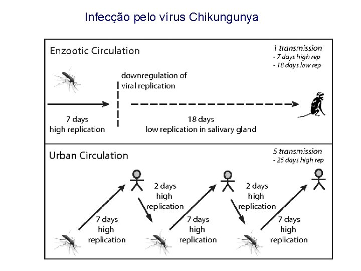 Infecção pelo vírus Chikungunya 