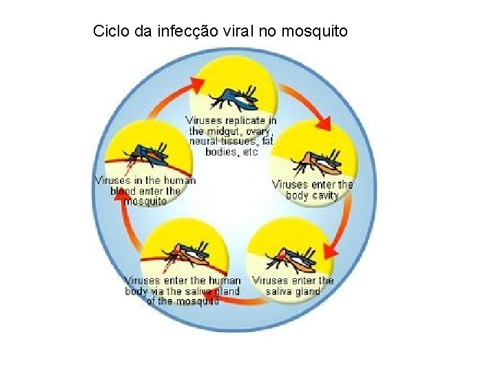 Ciclo da infecção viral no mosquito 