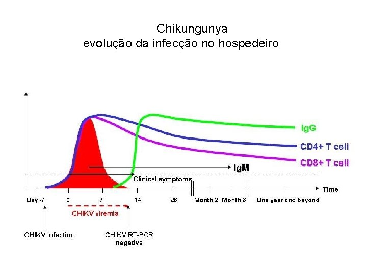 Chikungunya evolução da infecção no hospedeiro 