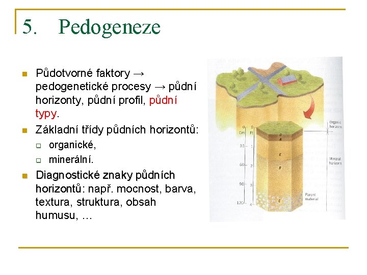 5. Pedogeneze n n Půdotvorné faktory → pedogenetické procesy → půdní horizonty, půdní profil,