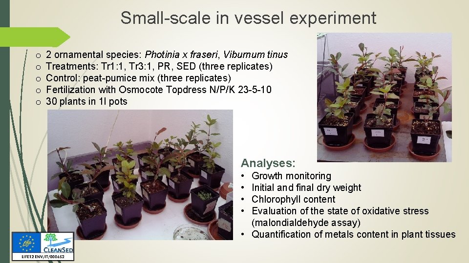 Small-scale in vessel experiment o o o 2 ornamental species: Photinia x fraseri, Viburnum