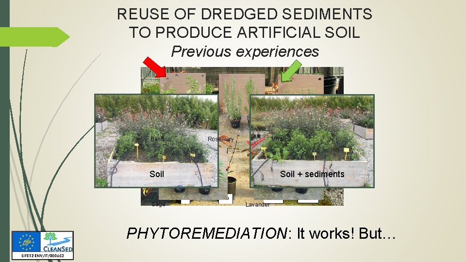 REUSE OF DREDGED SEDIMENTS TO PRODUCE ARTIFICIAL SOIL Previous experiences Basil Rosemary Mint Soil