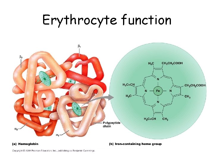 Erythrocyte function • Dedicated to carry respiratory gas 