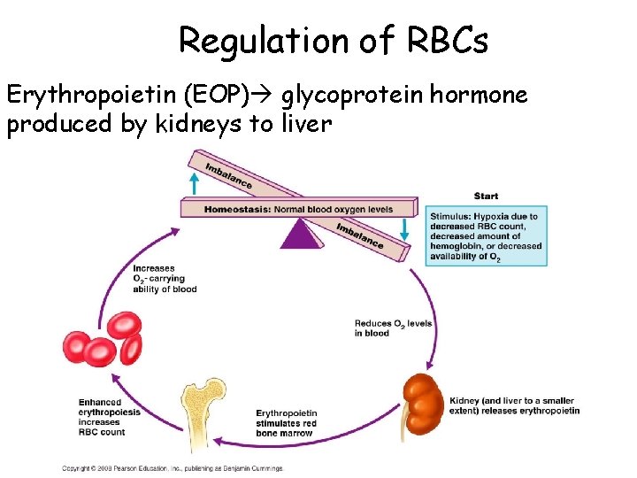 Regulation of RBCs Erythropoietin (EOP) glycoprotein hormone produced by kidneys to liver 