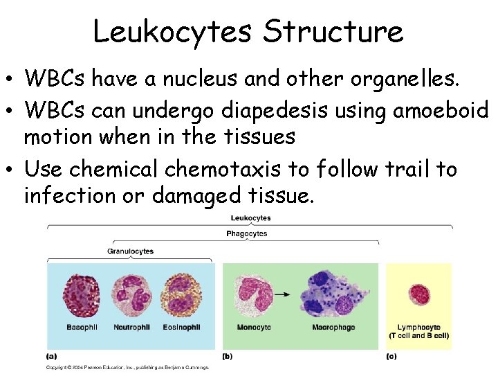 Leukocytes Structure • WBCs have a nucleus and other organelles. • WBCs can undergo