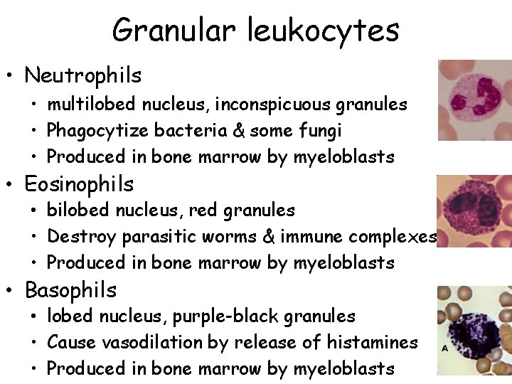 Granular leukocytes • Neutrophils • multilobed nucleus, inconspicuous granules • Phagocytize bacteria & some