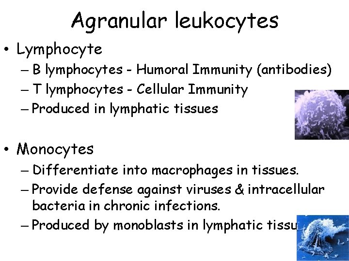 Agranular leukocytes • Lymphocyte – B lymphocytes - Humoral Immunity (antibodies) – T lymphocytes