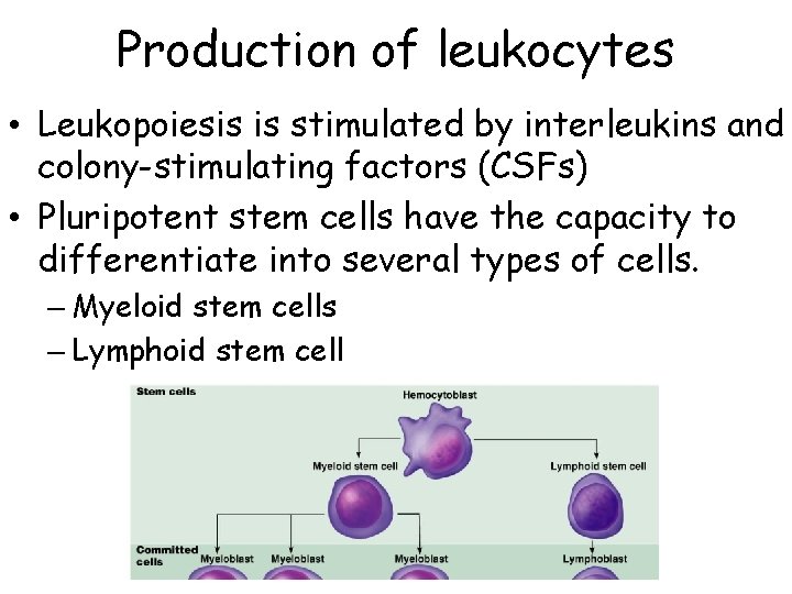 Production of leukocytes • Leukopoiesis is stimulated by interleukins and colony-stimulating factors (CSFs) •