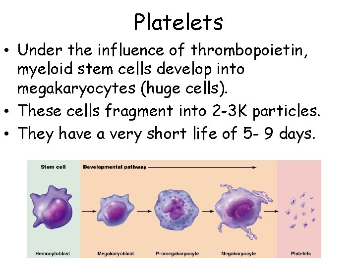 Platelets • Under the influence of thrombopoietin, myeloid stem cells develop into megakaryocytes (huge
