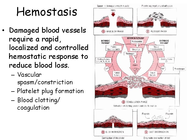 Hemostasis • Damaged blood vessels require a rapid, localized and controlled hemostatic response to