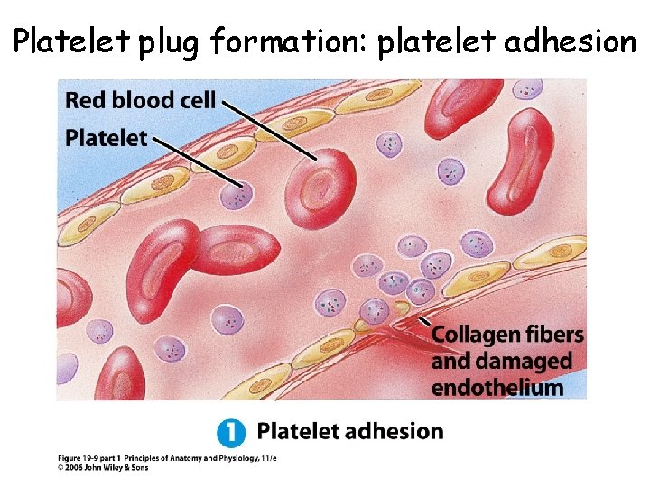 Platelet plug formation: platelet adhesion 