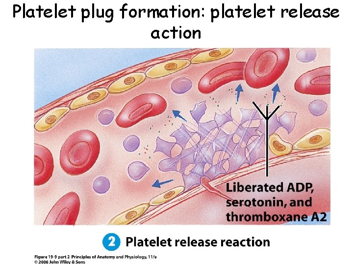 Platelet plug formation: platelet release action 