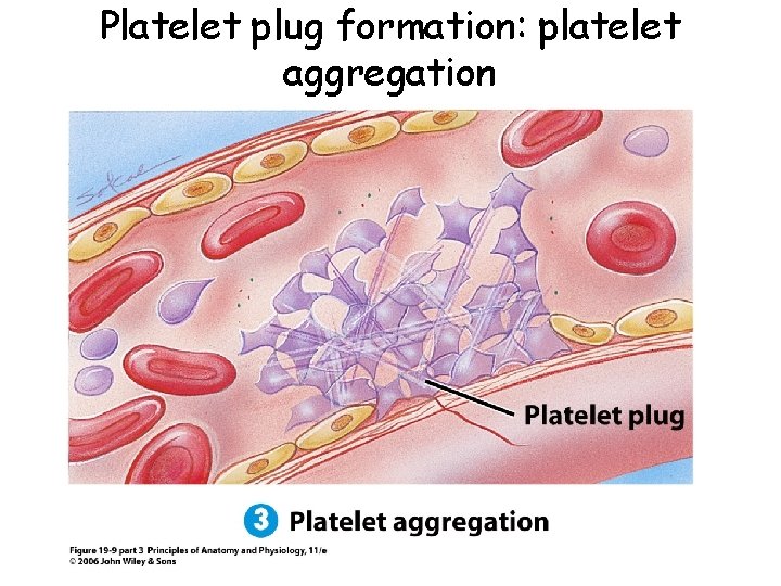 Platelet plug formation: platelet aggregation 