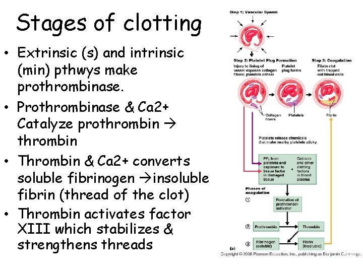 Stages of clotting • Extrinsic (s) and intrinsic (min) pthwys make prothrombinase. • Prothrombinase