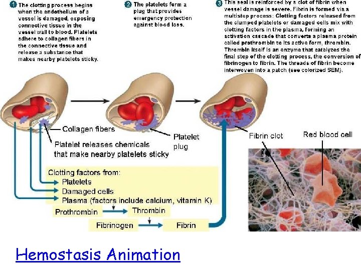 Hemostasis Animation 