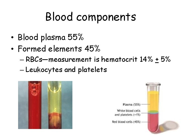 Blood components • Blood plasma 55% • Formed elements 45% – RBCs—measurement is hematocrit