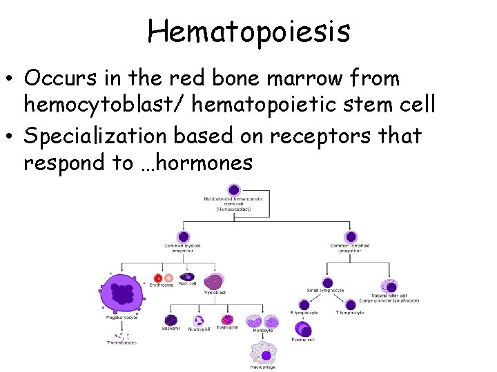 Hematopoiesis • Occurs in the red bone marrow from hemocytoblast/ hematopoietic stem cell •
