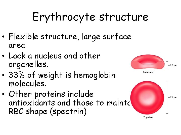 Erythrocyte structure • Flexible structure, large surface area • Lack a nucleus and other
