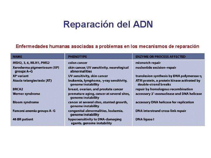 Reparación del ADN Enfermedades humanas asociadas a problemas en los mecanismos de reparación 