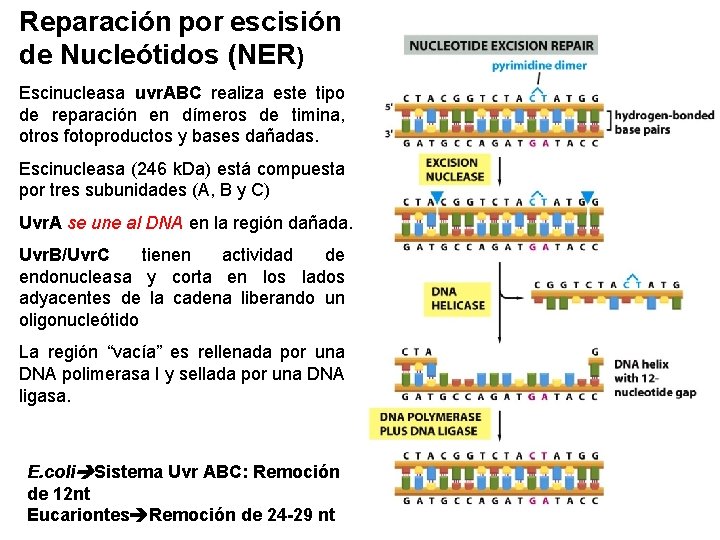Reparación por escisión de Nucleótidos (NER) Escinucleasa uvr. ABC realiza este tipo de reparación