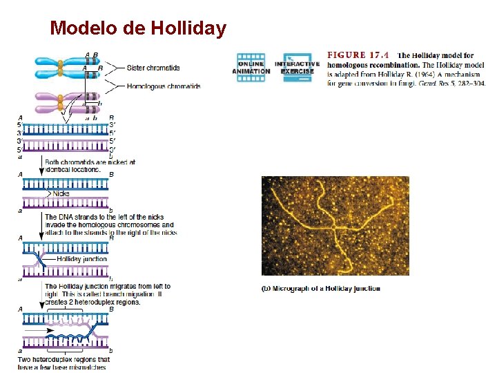 Modelo de Holliday 