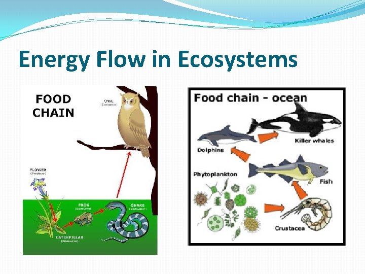 Energy Flow in Ecosystems 