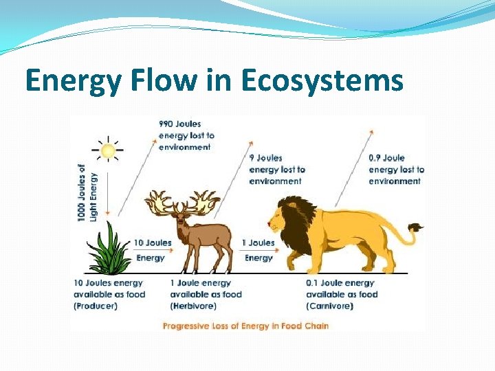 Energy Flow in Ecosystems 