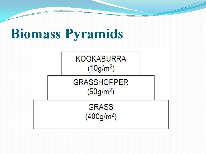 Biomass Pyramids 