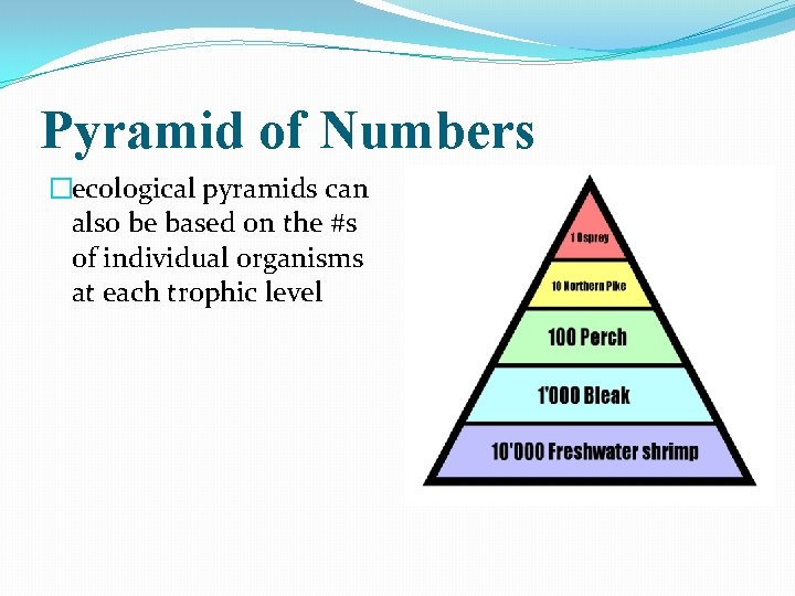Pyramid of Numbers �ecological pyramids can also be based on the #s of individual