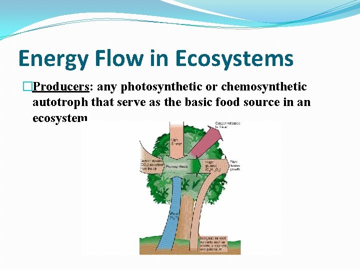 Energy Flow in Ecosystems �Producers: any photosynthetic or chemosynthetic autotroph that serve as the