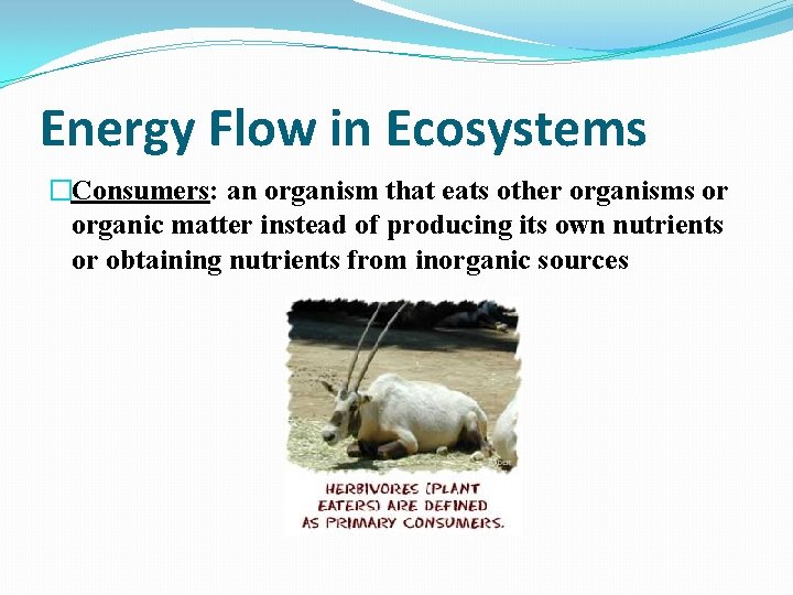 Energy Flow in Ecosystems �Consumers: an organism that eats other organisms or organic matter