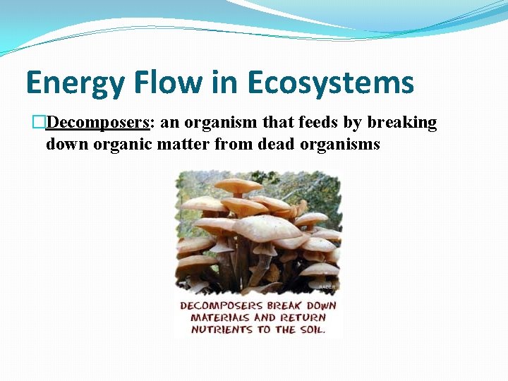 Energy Flow in Ecosystems �Decomposers: an organism that feeds by breaking down organic matter