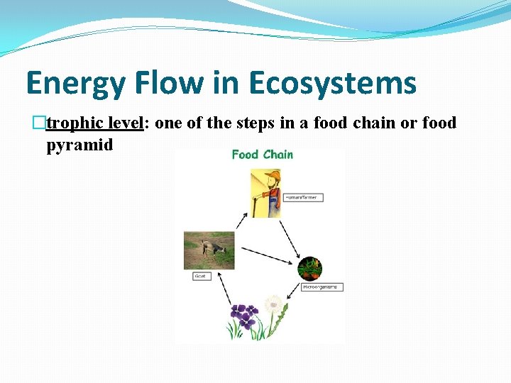 Energy Flow in Ecosystems �trophic level: one of the steps in a food chain