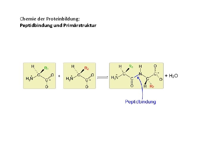 Chemie der Proteinbildung: Peptidbindung und Primärstruktur 