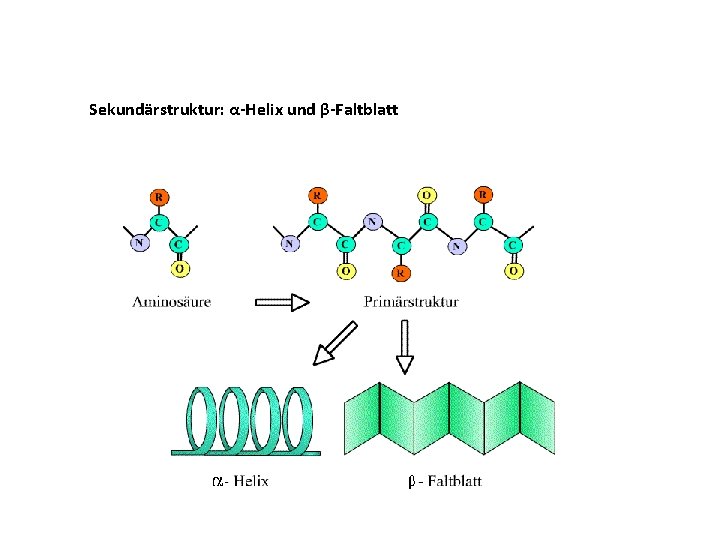 Sekundärstruktur: α-Helix und β-Faltblatt 