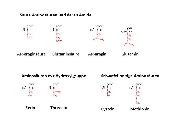 Saure Aminosäuren und deren Amide Asparaginsäure Glutaminsäure Aminosäuren mit Hydroxylgruppe Serin Threonin Asparagin Glutamin