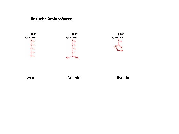 Basische Aminosäuren Lysin Arginin Histidin 