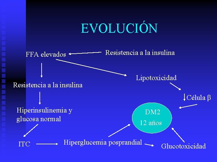 EVOLUCIÓN FFA elevados Resistencia a la insulina Lipotoxicidad Célula β Hiperinsulinemia y glucosa normal
