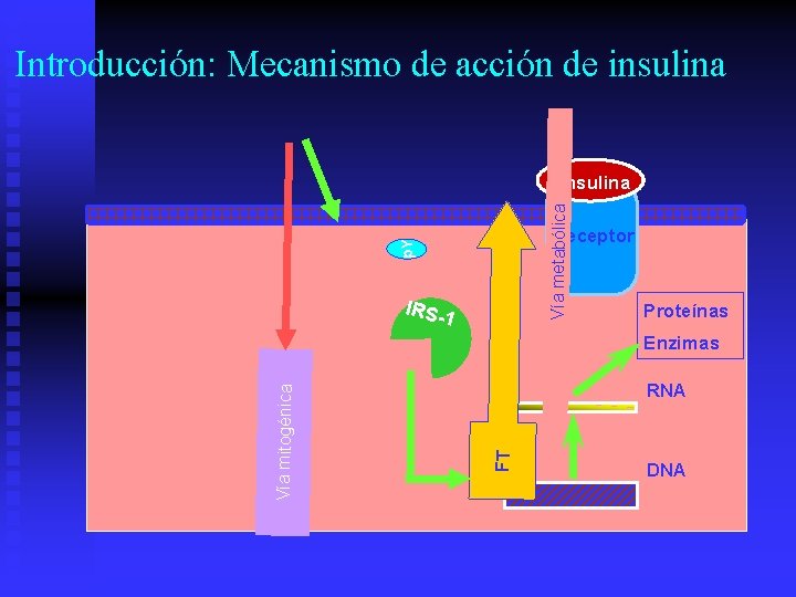 Introducción: Mecanismo de acción de insulina Vía metabólica Insulina p. Y Receptor IRS- 1