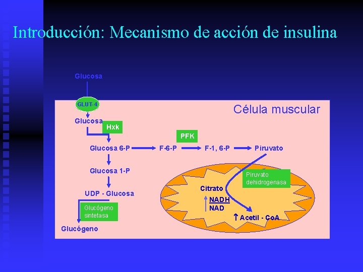 Introducción: Mecanismo de acción de insulina Glucosa GLUT-4 Glucosa Célula muscular Hxk PFK Glucosa